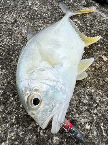 メッキの釣果