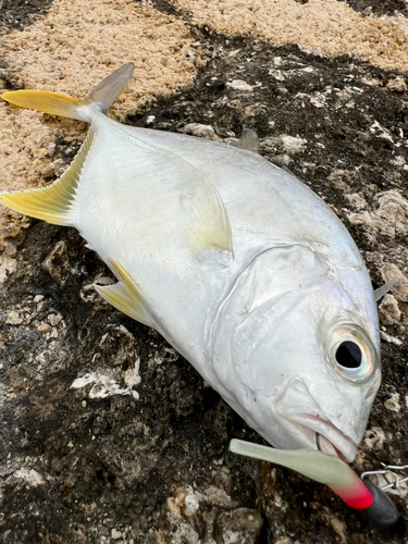 メッキの釣果