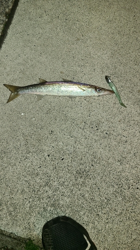 カマスの釣果