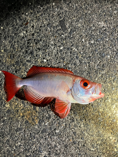 ホウセキキントキの釣果