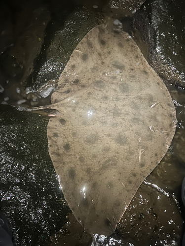 ツバクロエイの釣果