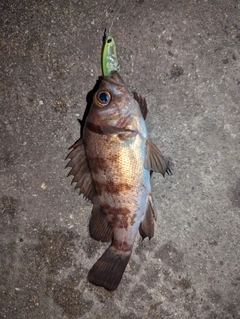 アカメバルの釣果