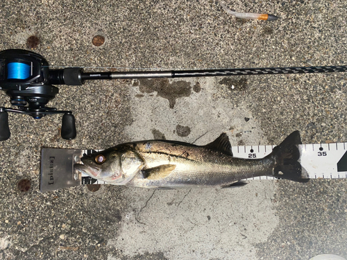 シーバスの釣果