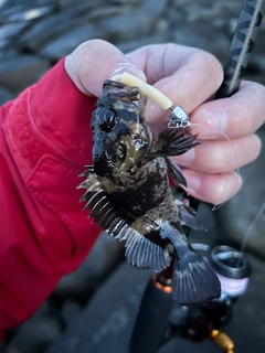 ムラソイの釣果