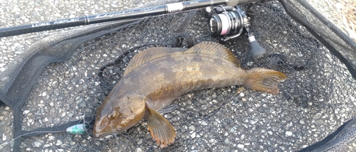 アイナメの釣果