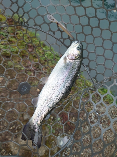 ニジマスの釣果