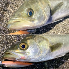 フッコ（マルスズキ）の釣果