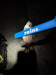 ネンブツダイの釣果