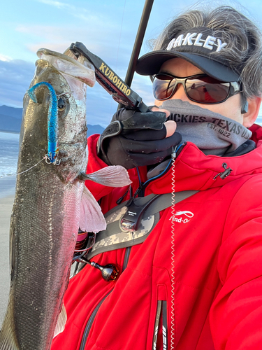 フッコ（マルスズキ）の釣果