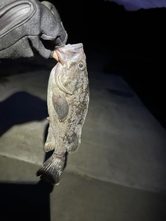 クロソイの釣果