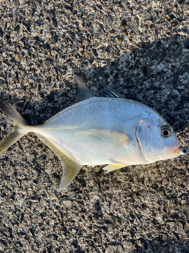 メッキの釣果