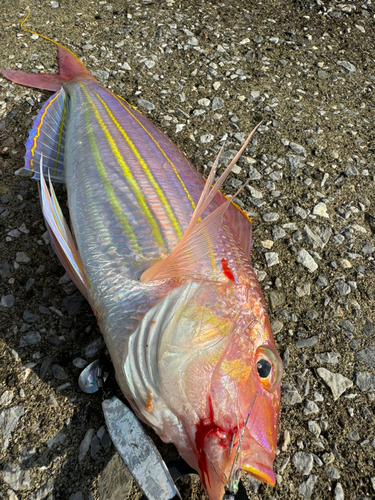 イトヨリダイの釣果