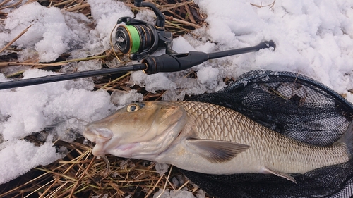 ニゴイの釣果