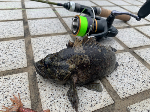 タケノコメバルの釣果