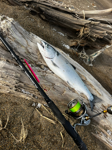 サクラマスの釣果