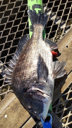 クロダイの釣果