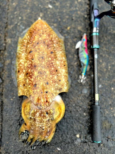 コウイカの釣果