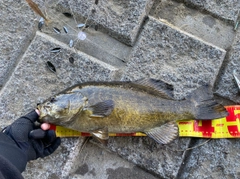 スモールマウスバスの釣果