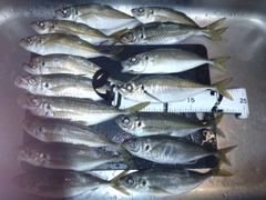 アジの釣果