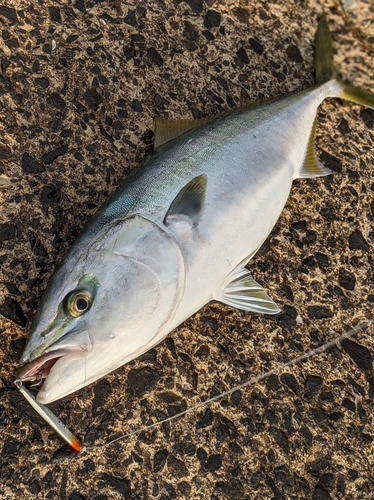 ヤズの釣果