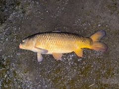 コイの釣果