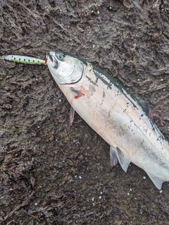 サクラマスの釣果