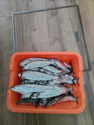 ニシンの釣果