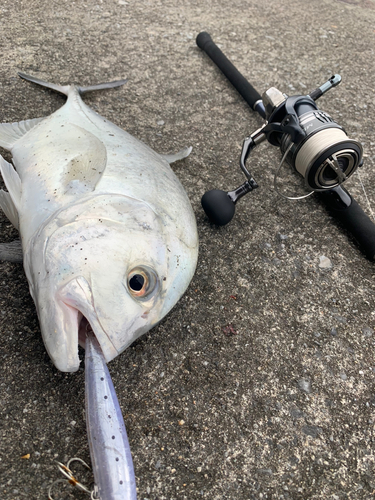 ロウニンアジの釣果