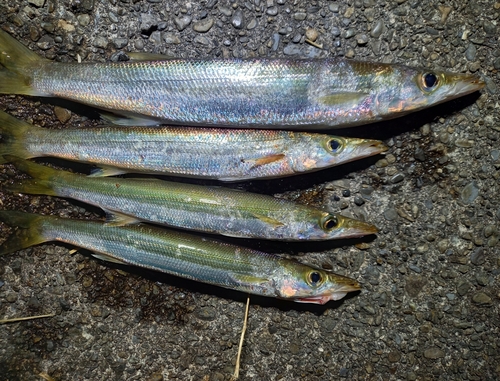 アカカマスの釣果