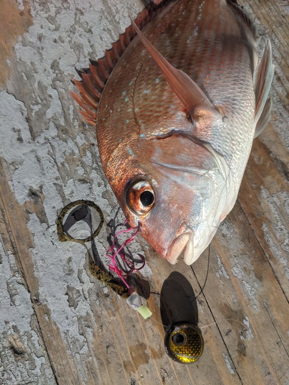 コジマだよっ！さんの釣果 2枚目の画像