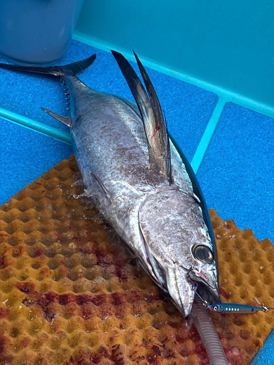 よっしー🎣さんの釣果 2枚目の画像