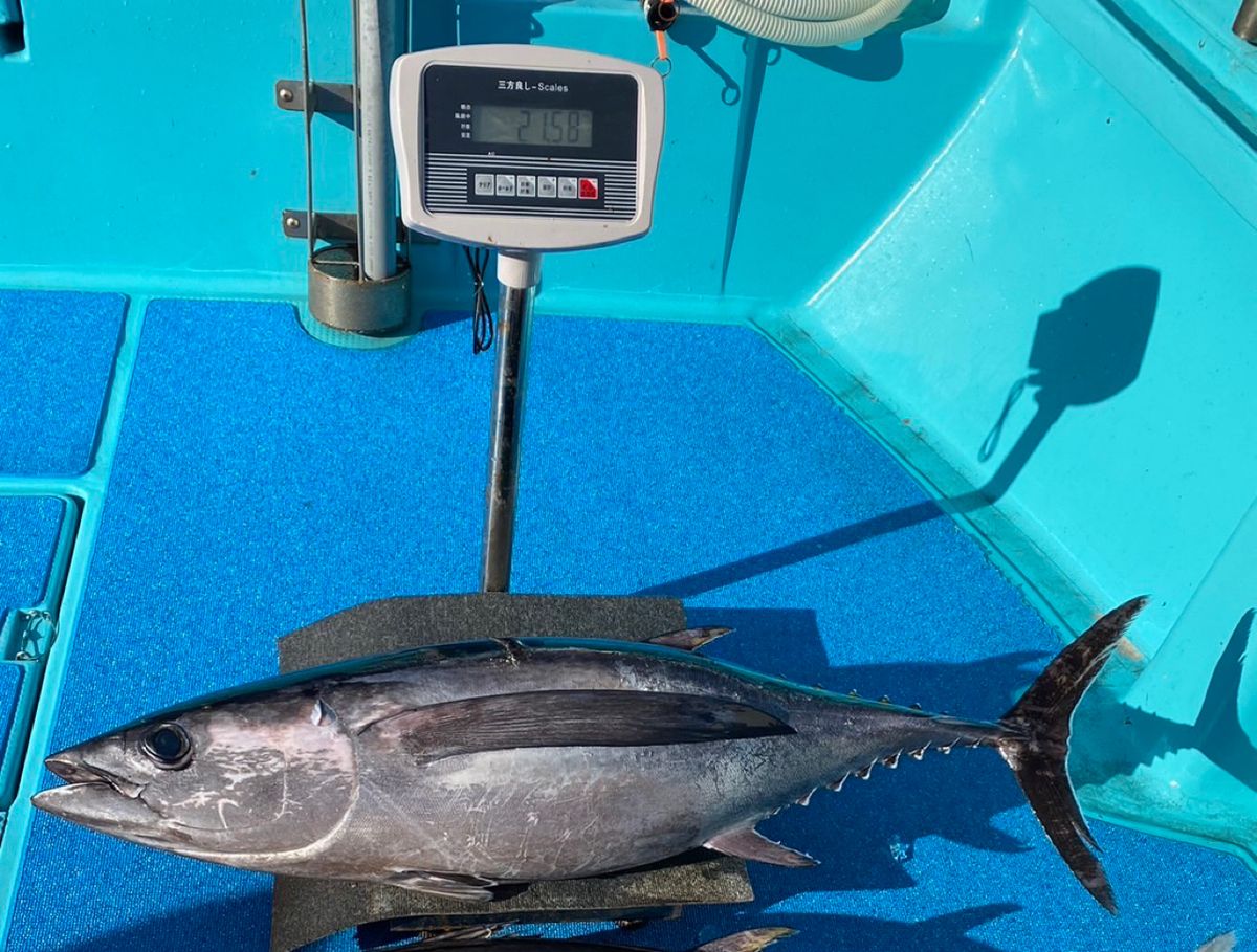 よっしー🎣さんの釣果 3枚目の画像