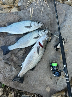 ヒラスズキの釣果