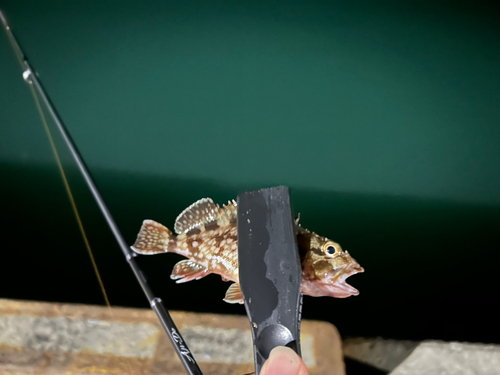 メバルの釣果