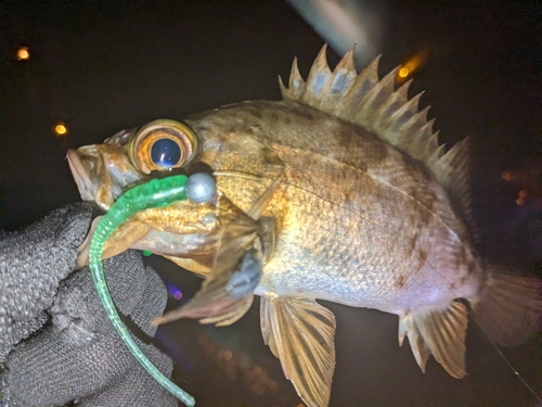 メバルの釣果