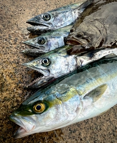 ハマチの釣果