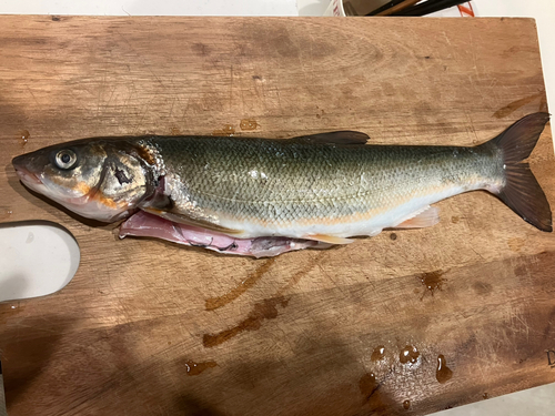 ウグイの釣果