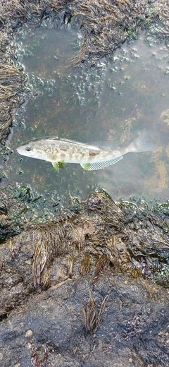 ホッケの釣果