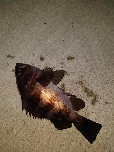 メバルの釣果