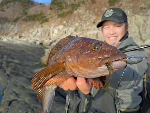 アイナメの釣果