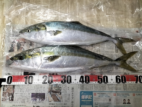 ハマチの釣果