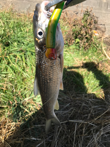 ニゴイの釣果