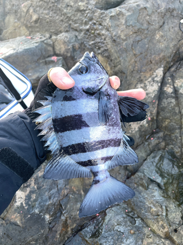 イシダイの釣果