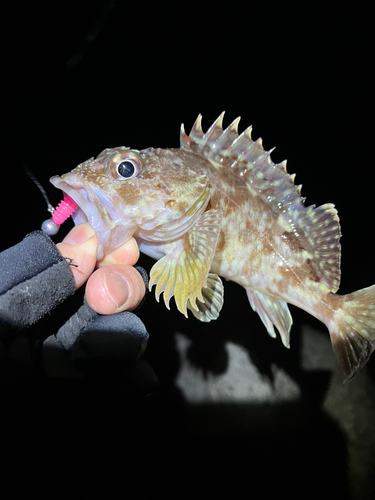 カサゴの釣果