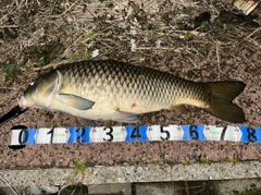 コイの釣果