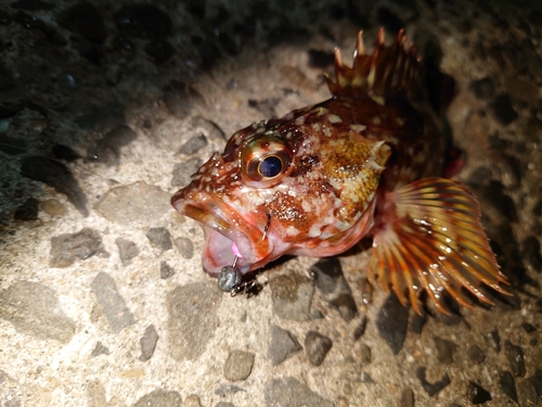 アラカブの釣果