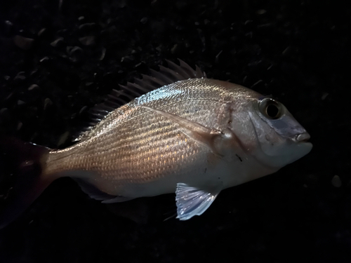 タイの釣果