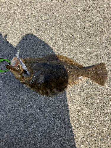 ヒラメの釣果