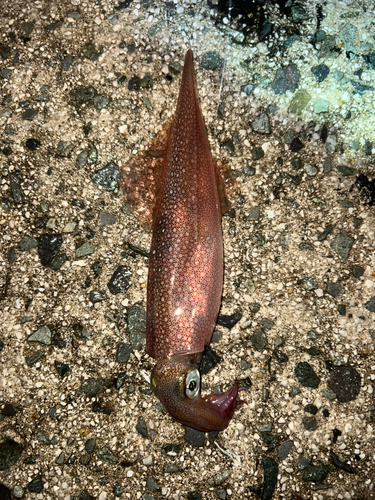 ヤリイカの釣果