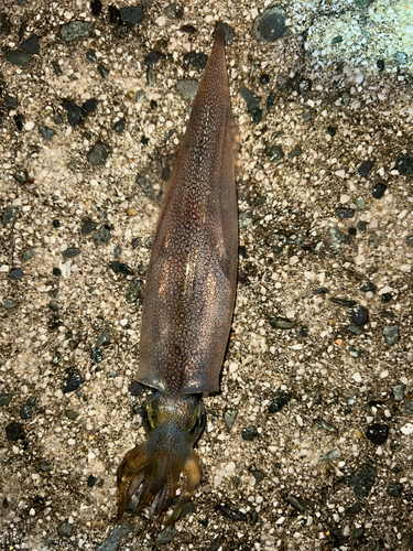 ヤリイカの釣果